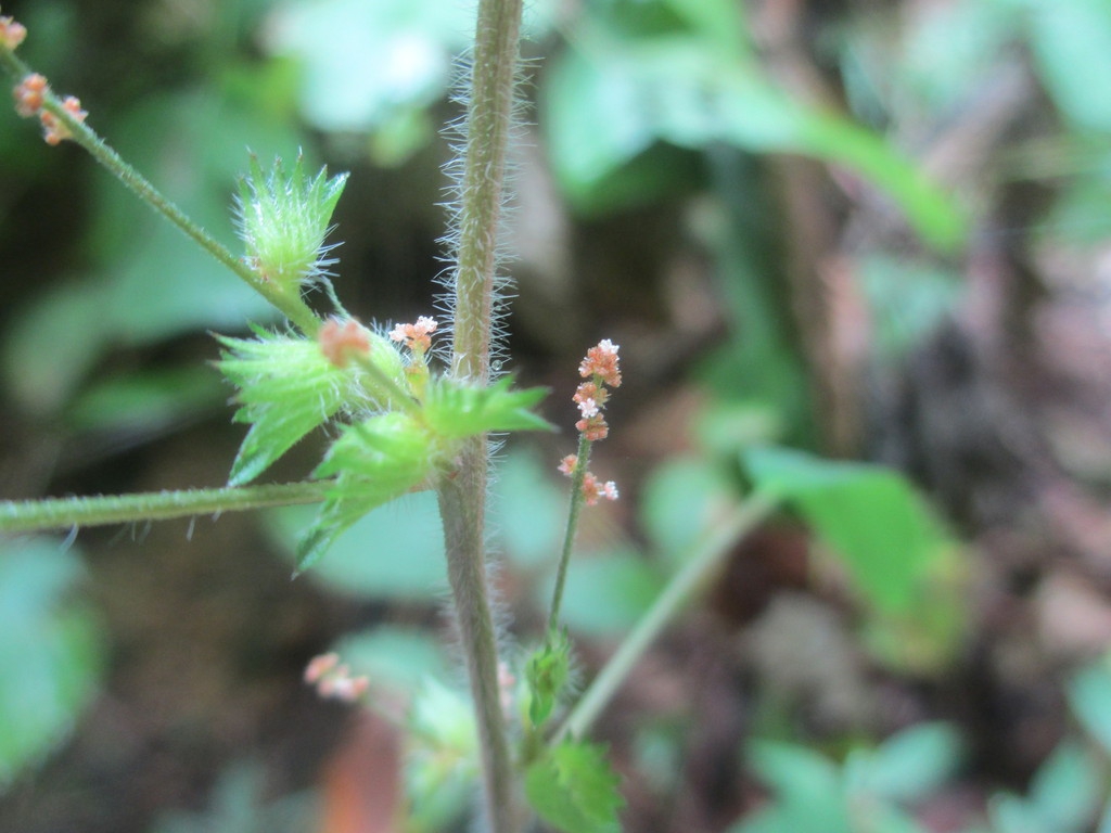 Stem and flowers
