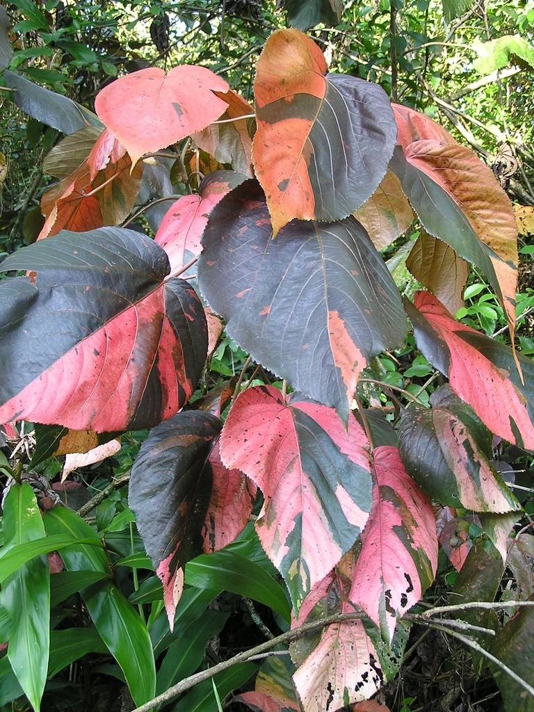 Form