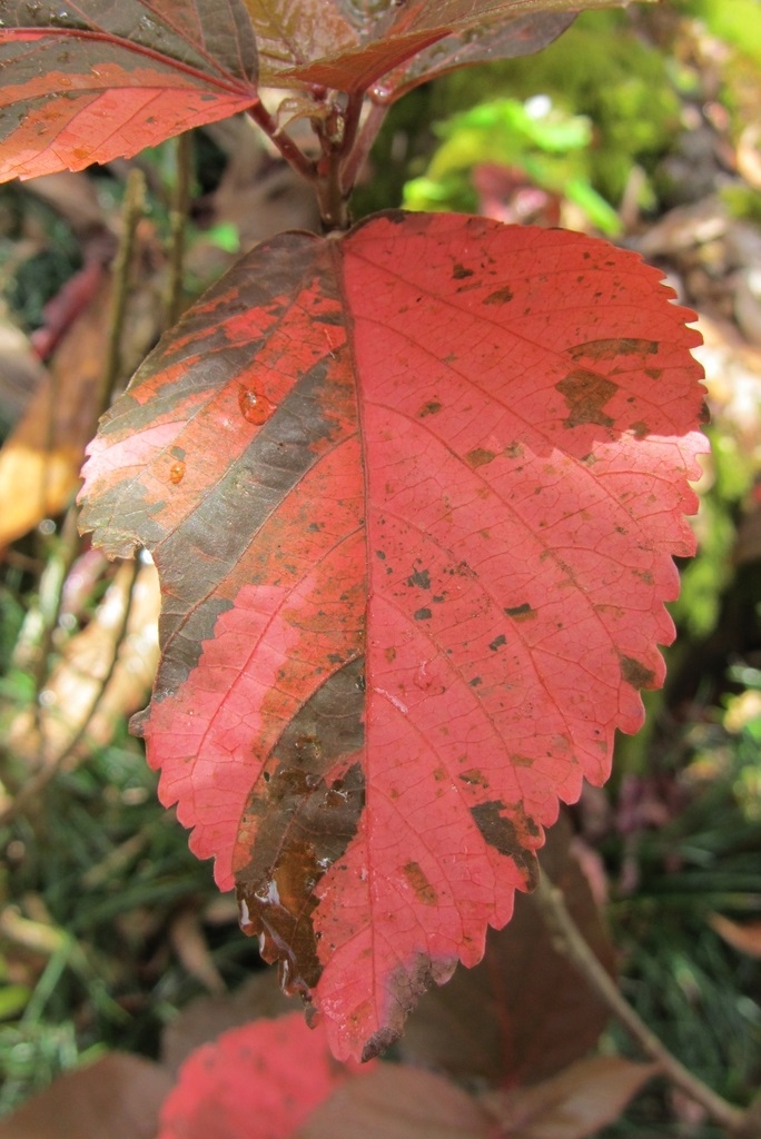 Shiny, oval to elliptic, leaves with red and purple mottling