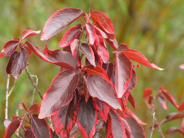 Acalypha wilkesiana
