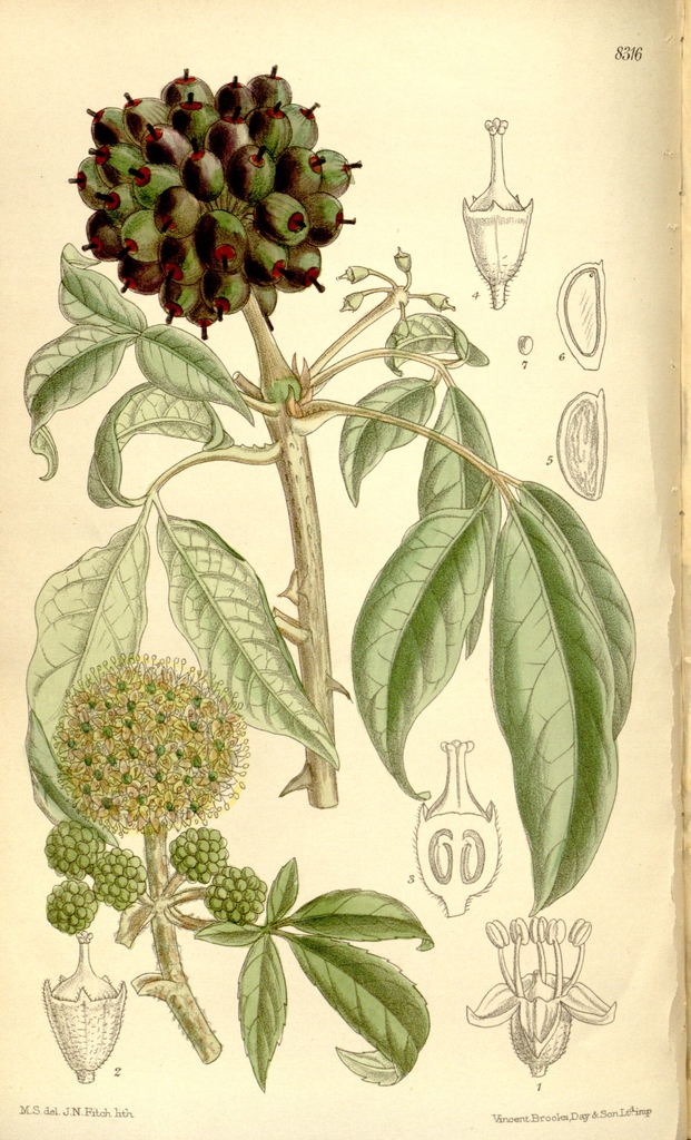 leaves and flowers