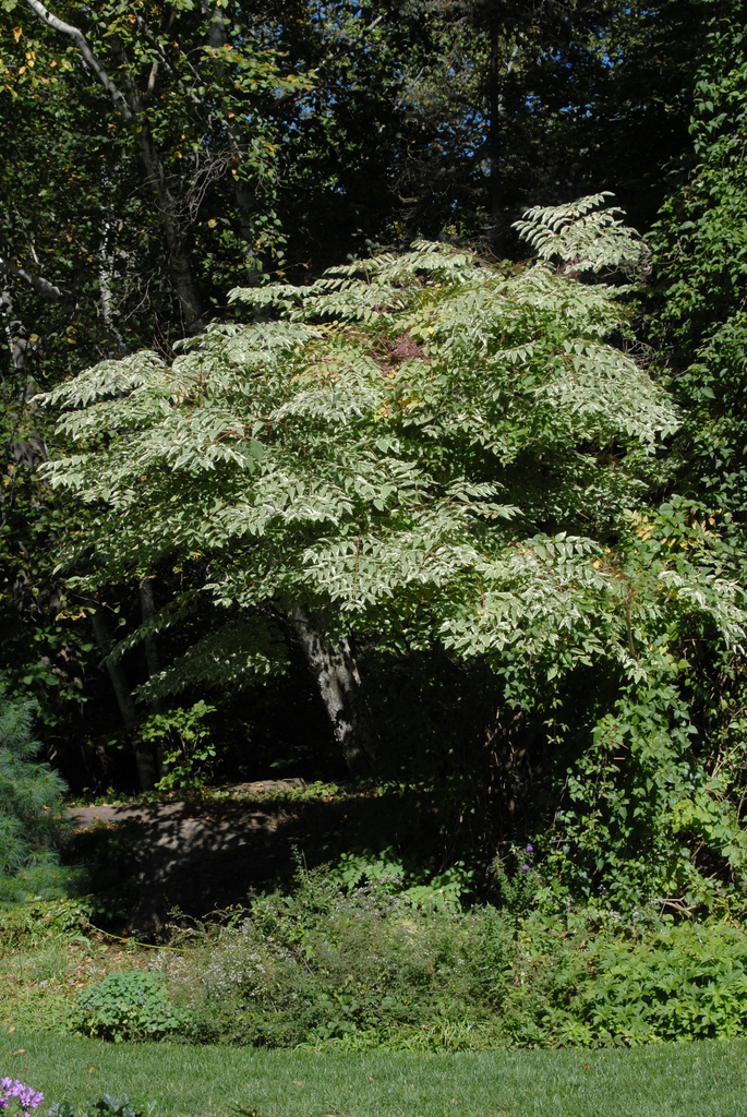 Acanthopanax sieboldianum