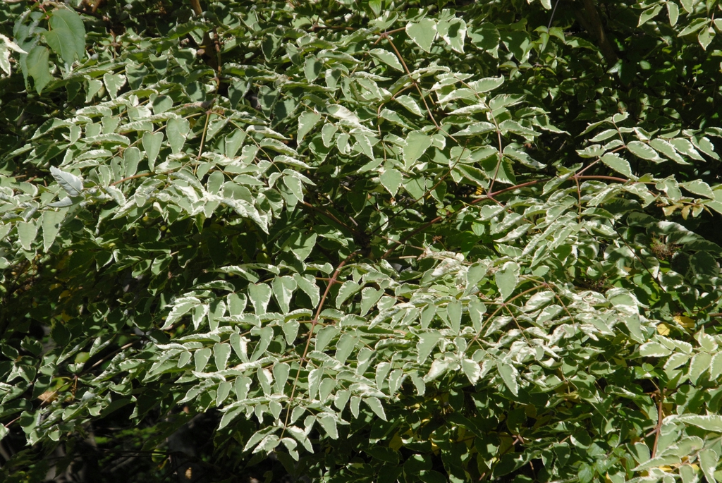 Acanthopanax sieboldianum