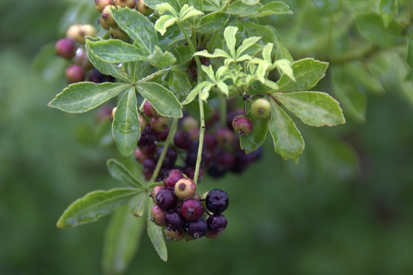 Eleutherococcus sieboldianus