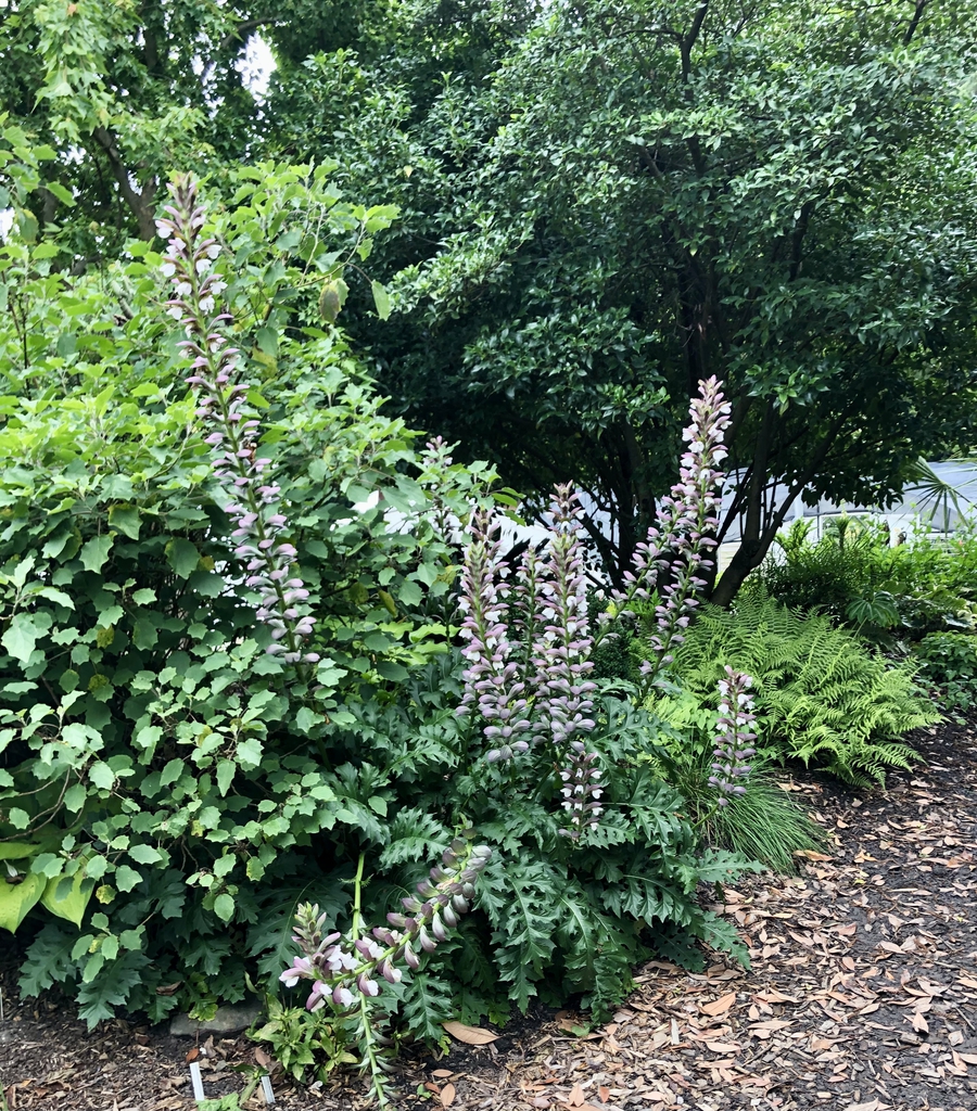 Acanthus -Bear_Breeches, Summer Beauty  June 9