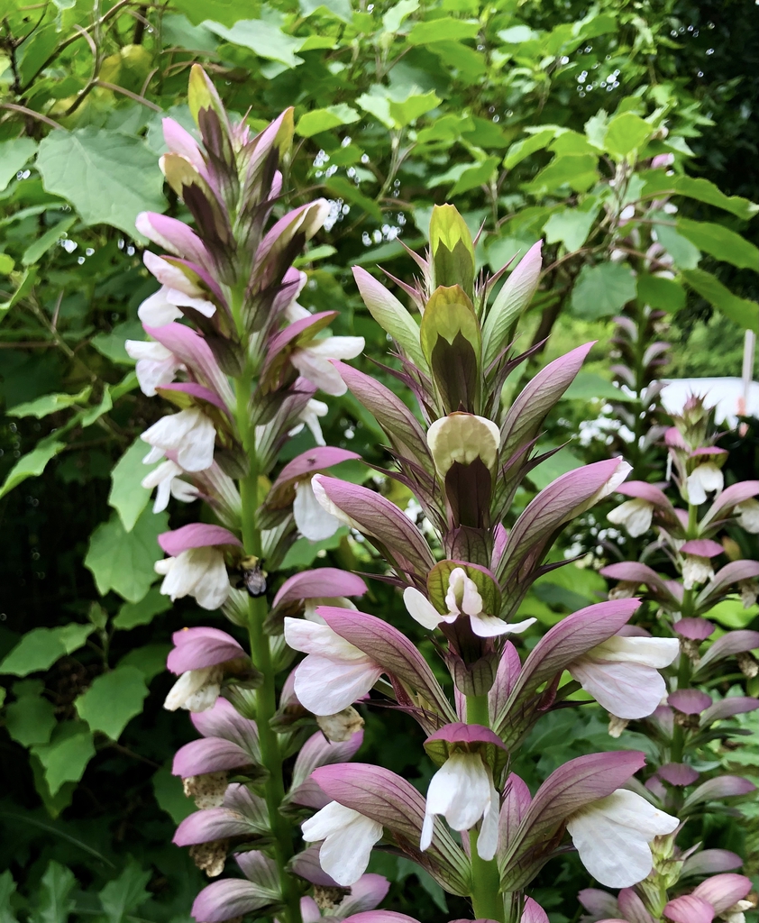 Acanthus -Summer-Breeches Floweres, Wake, June 9
