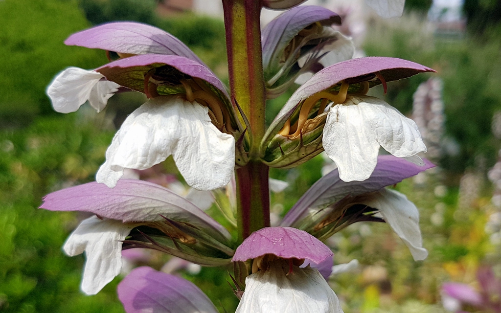Close up of flower