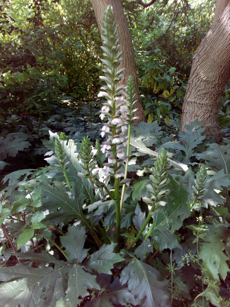 Spreading habit in bloom