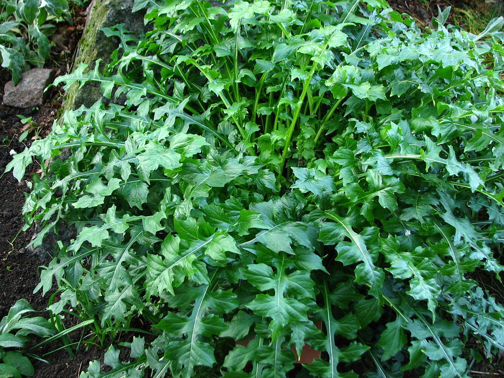 Rounded spreading habit