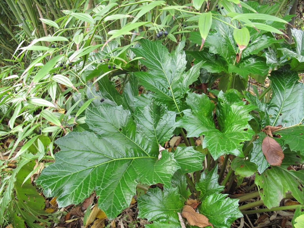 Closeup of dark green glossy deeply lobed large leaves