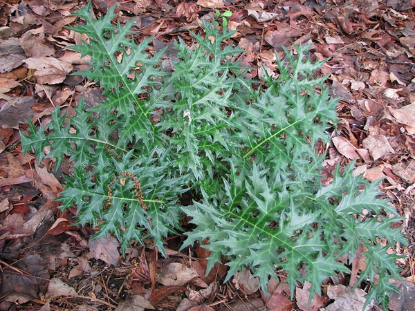 Acanthus spinosus