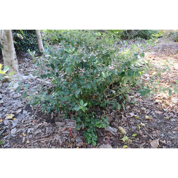 Open habit of a young plant