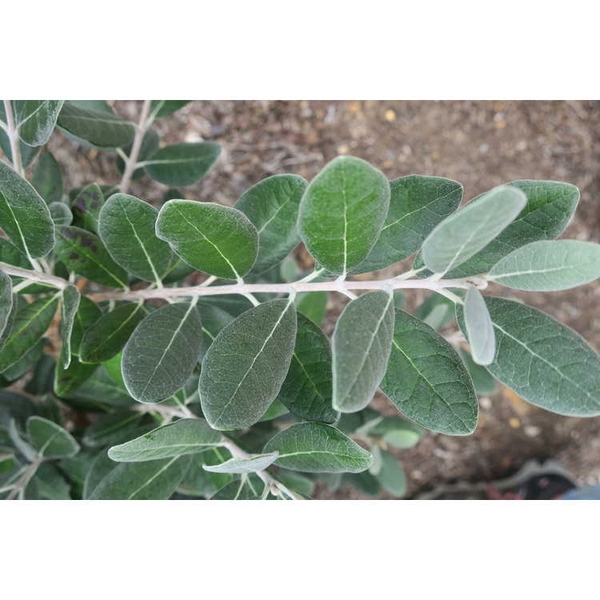 Ovate leathery green opposite leaves on a stem