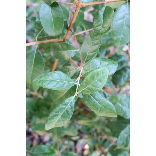 Elliptical leathery green opposite leaves on a stem