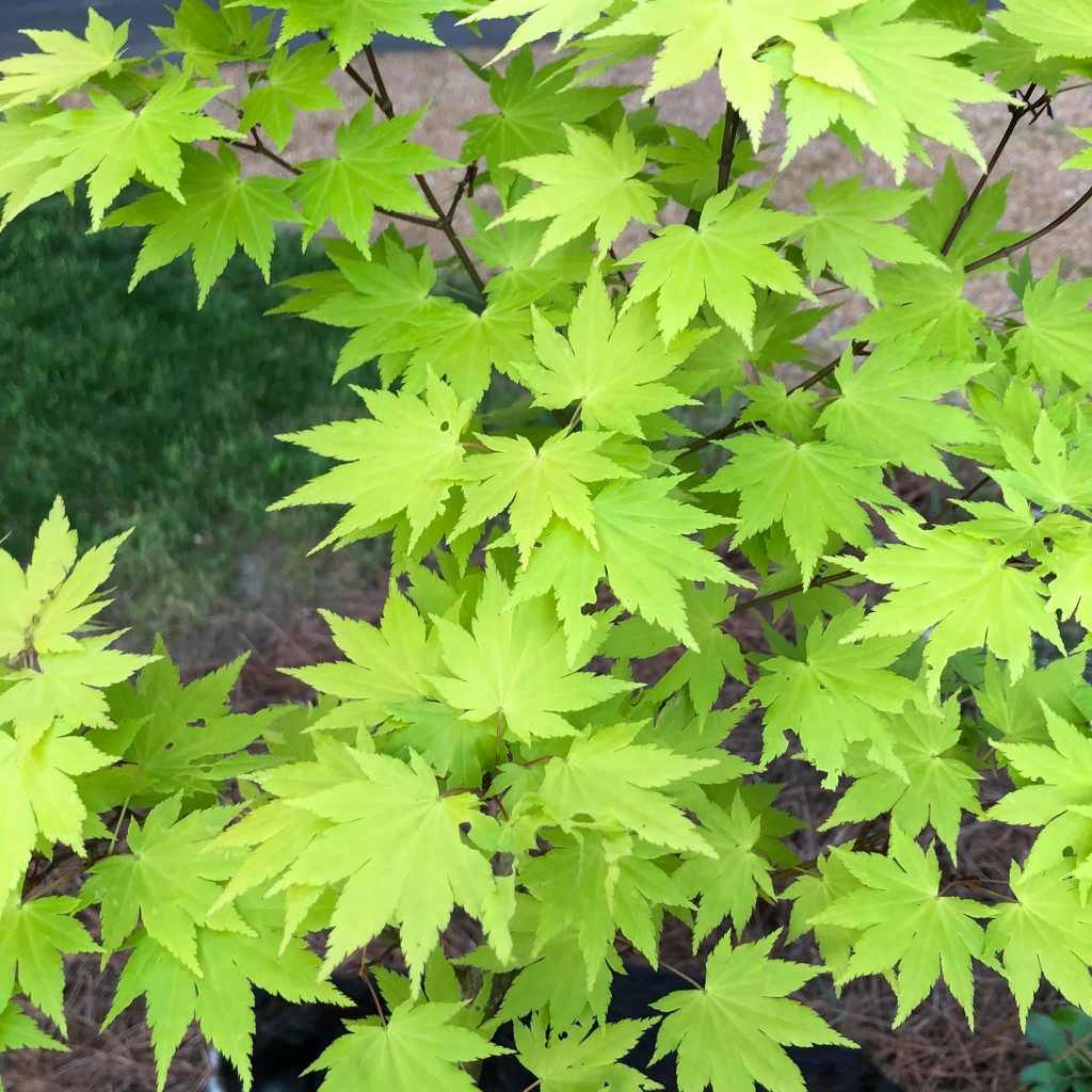 Acer shirasawanum