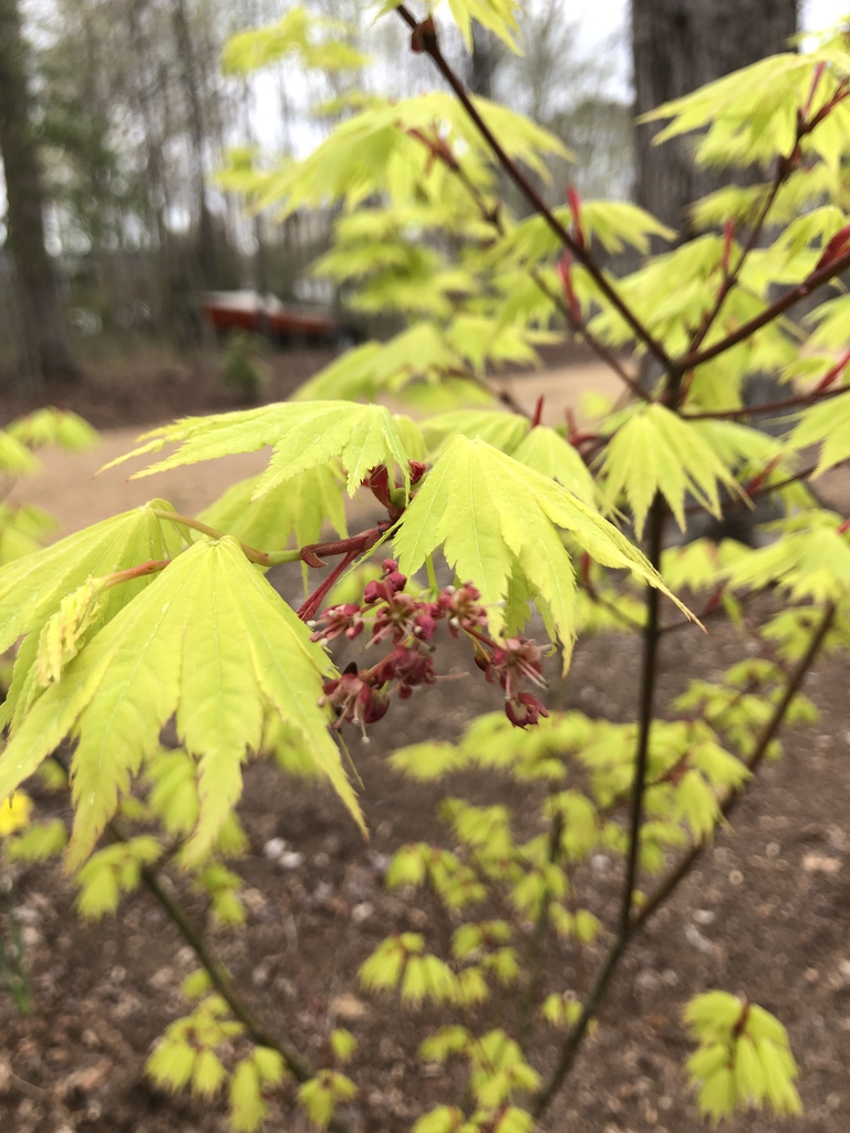 Acer shirasawanum