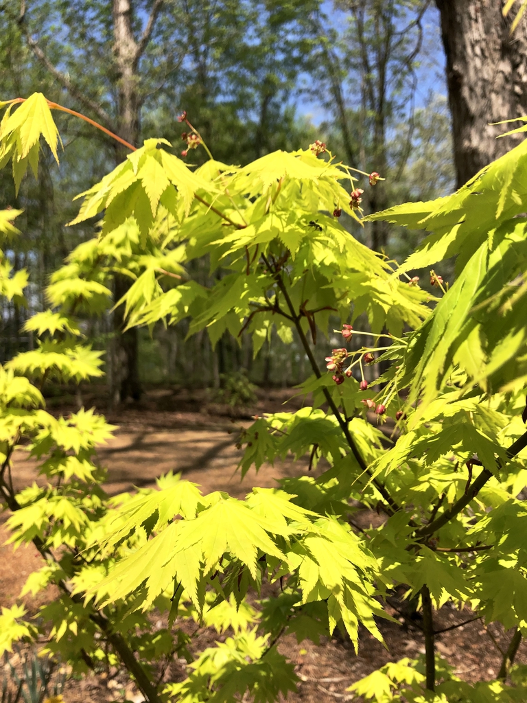 "Jordan" Flowers in April (Wake County, NC)