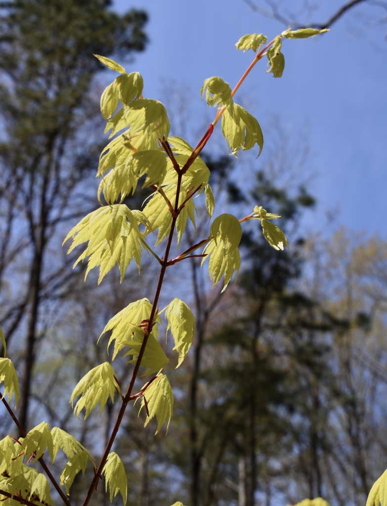 Young yellow-green leaves on crimson twigs