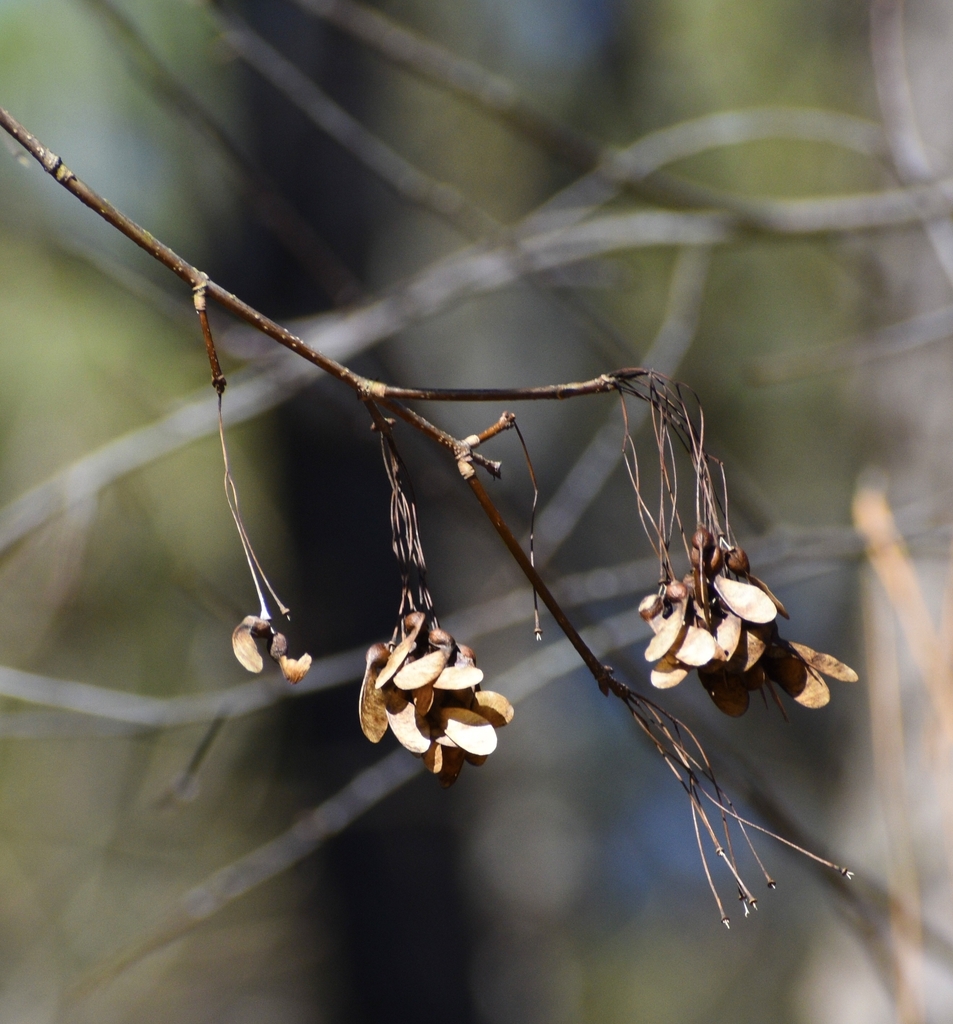 Acer rubrum samaras January