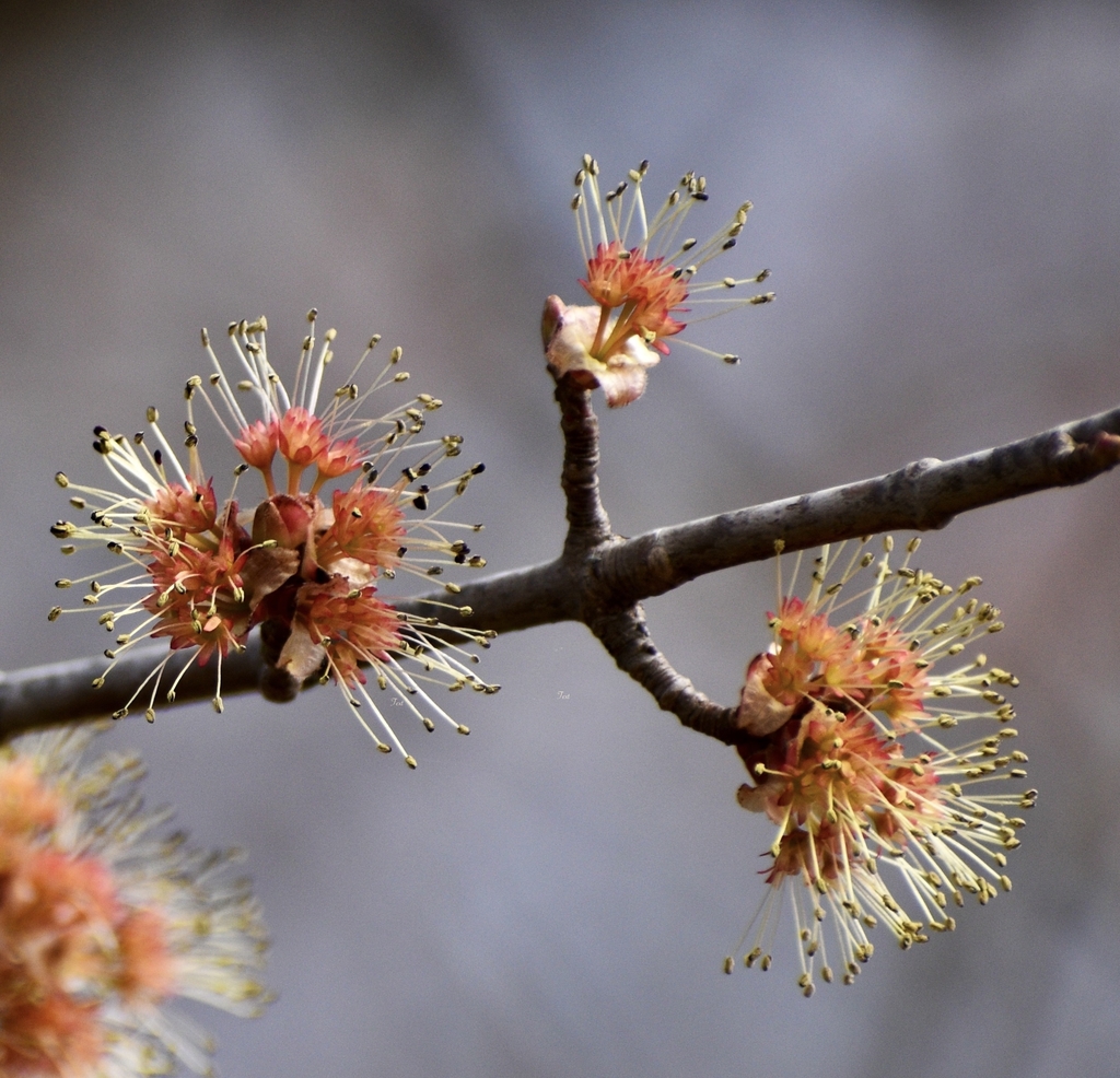 Male flower evidences by long yellow anthers