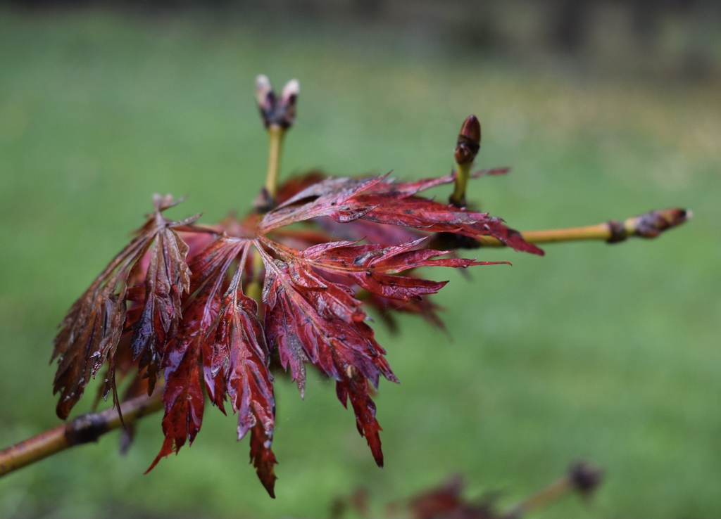 Acer japonicum