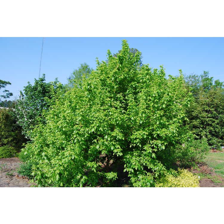 Rounded multi-stem shrub-like habit