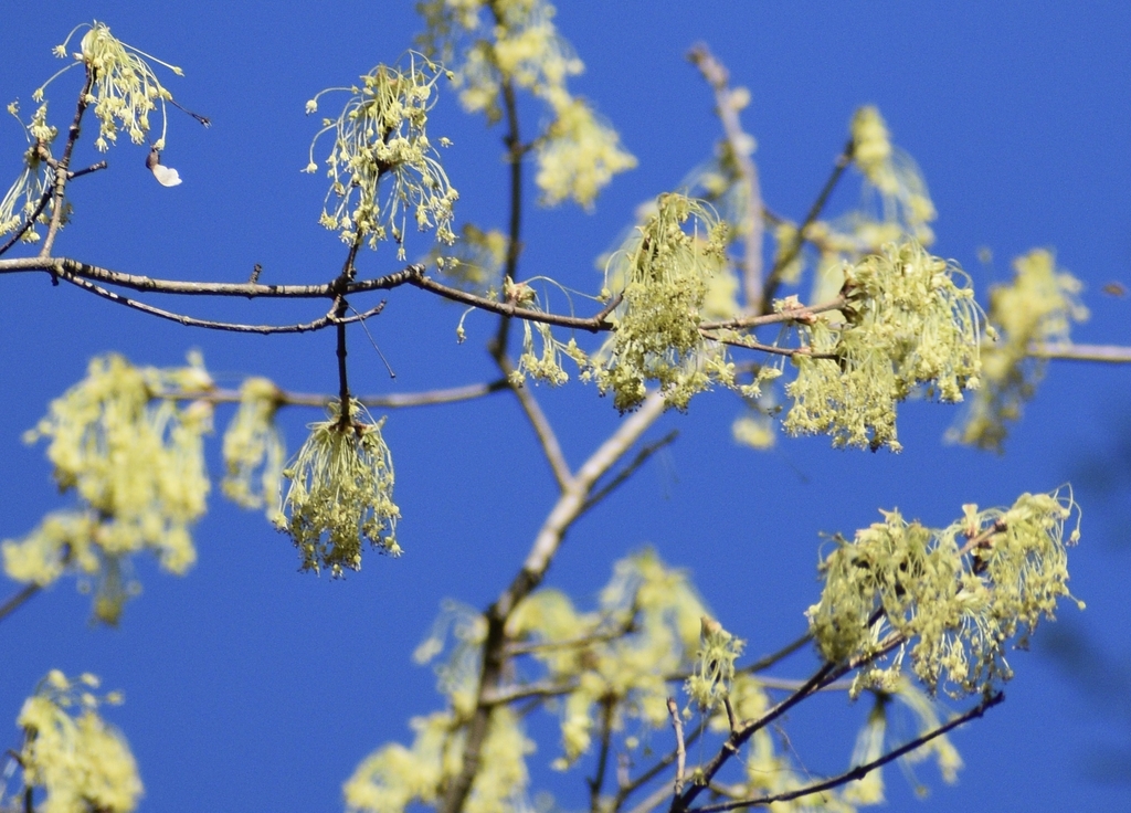 Clusters of pendulous gold-yellow male flowers - corymbs on stem