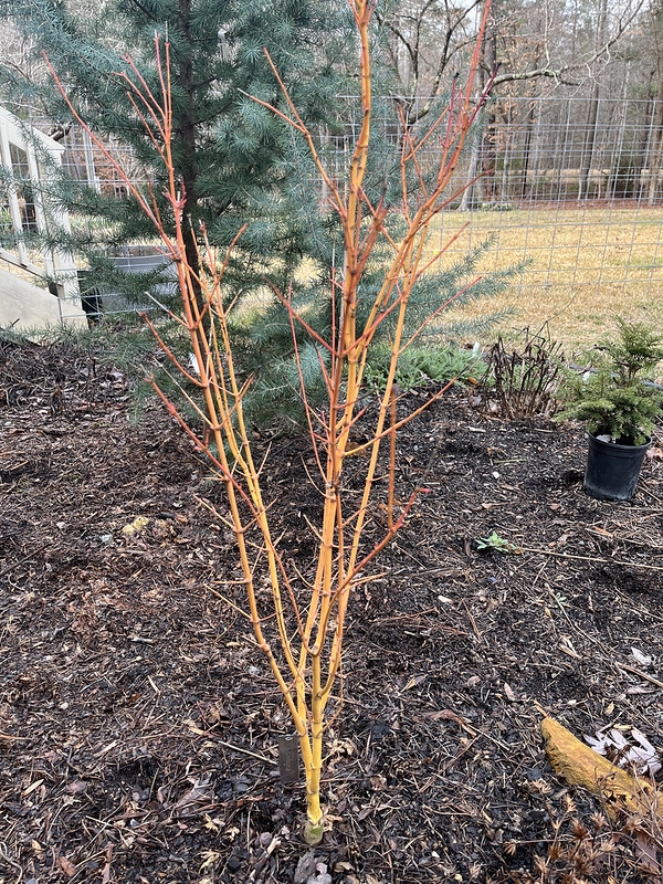 Acer palmatum 'Bihou' showing yellow-orange bark.