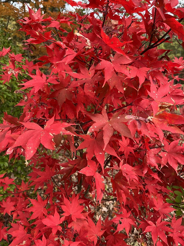 Acer palmatum 'Osakazuki' showing red fall foliage.