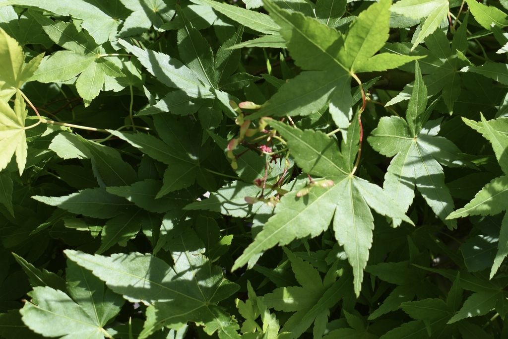 palmately lobed leafs weeping habit