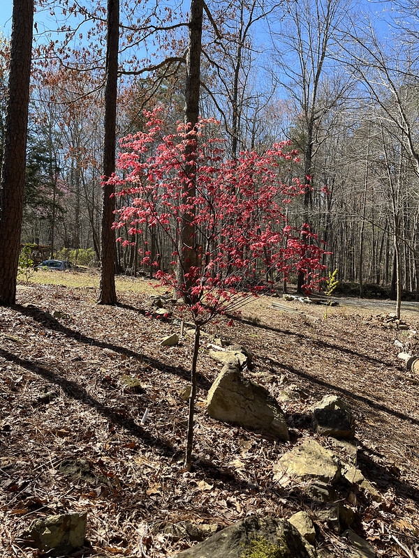 Acer palmatum 'Shindeshojo' showing red emerging leaves