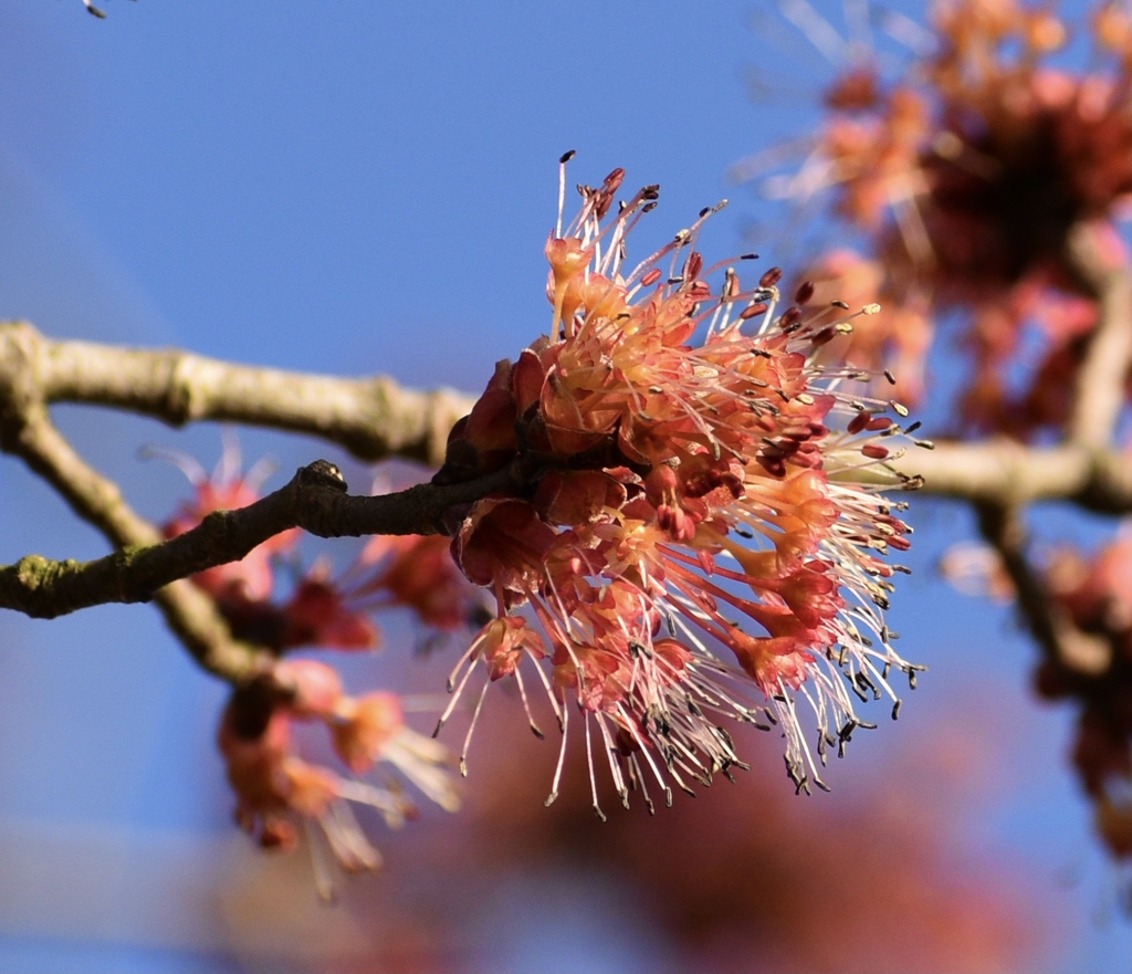 Acer rubrum