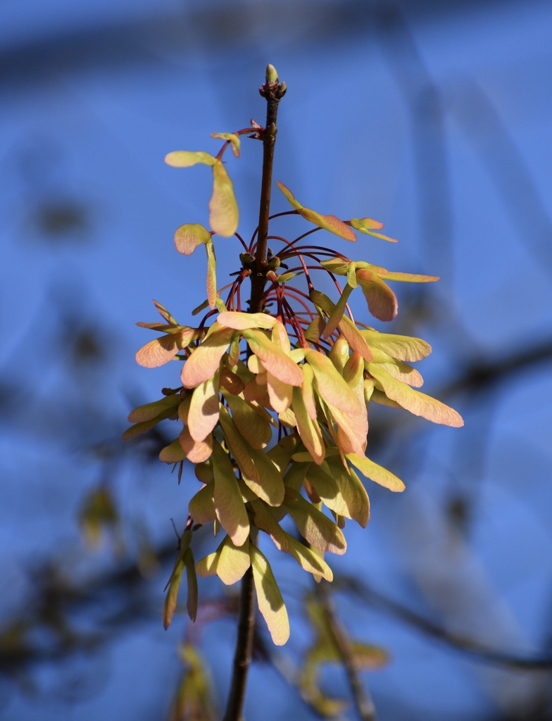 Samara - March - Warren Co., NC