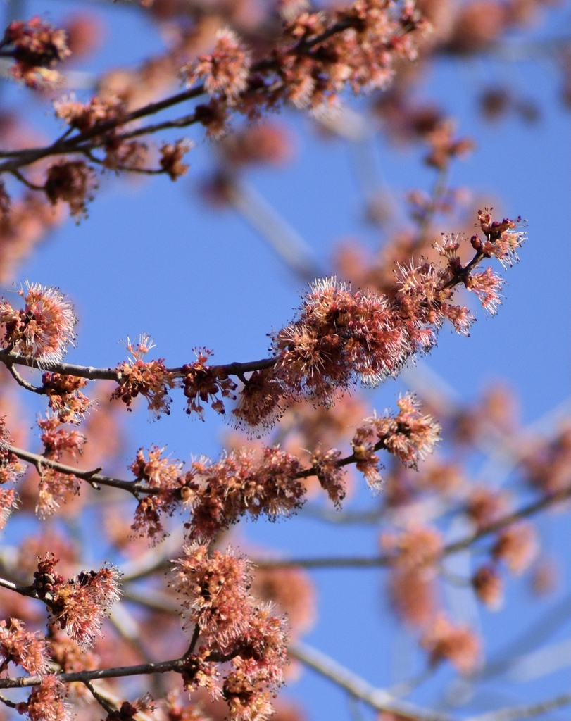 flowering branch Winter