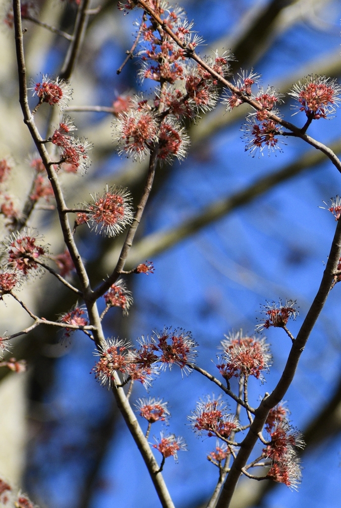 Acer rubrum