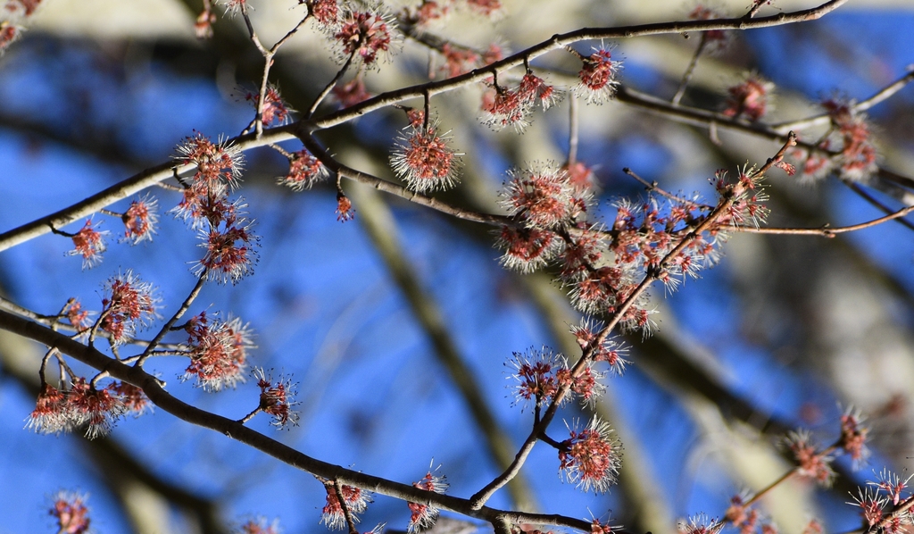 flowers are reddish clusters