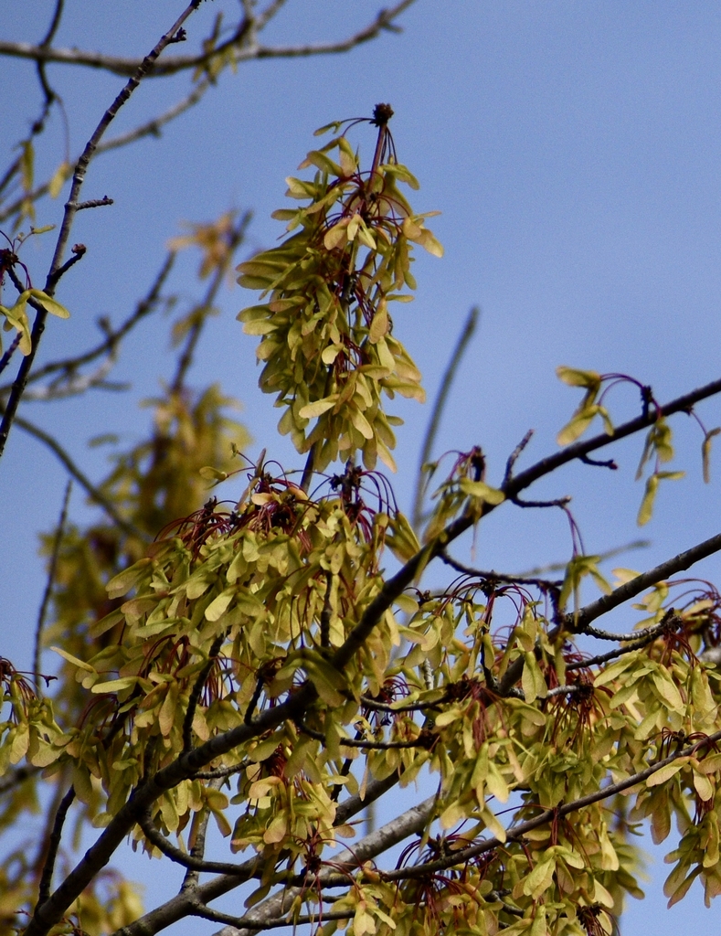 samara fruit with seeds