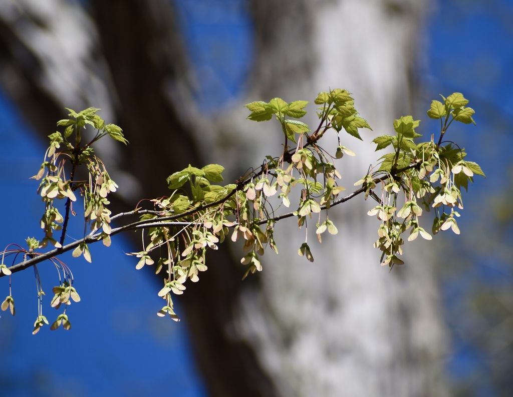 Fruit - Spring - Wake Co., NC