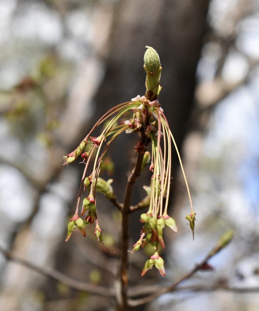 Upright green fuzzy bud at top is a leaf bud with silky hairs