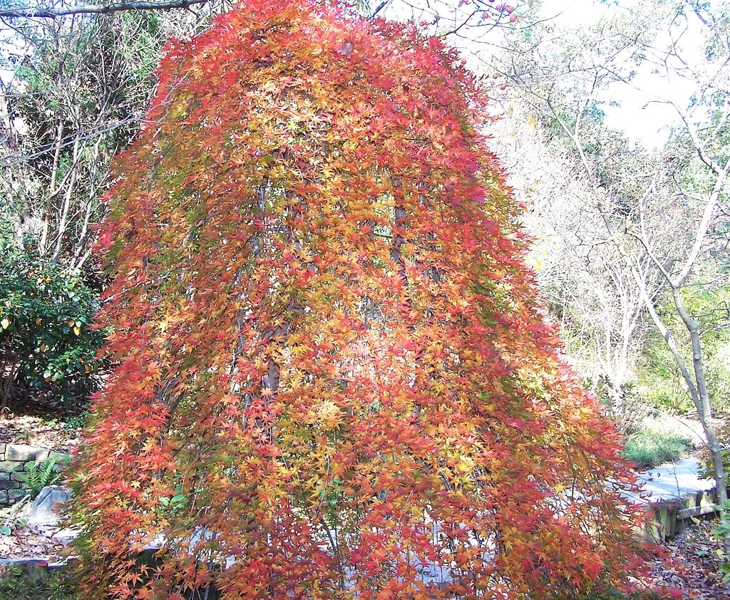 Weeping habit with green & red leaves in November in Durham, NC