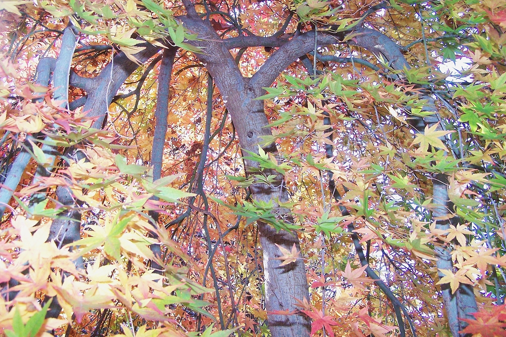 Drooping branches - green & red leaves in November in Durham, NC