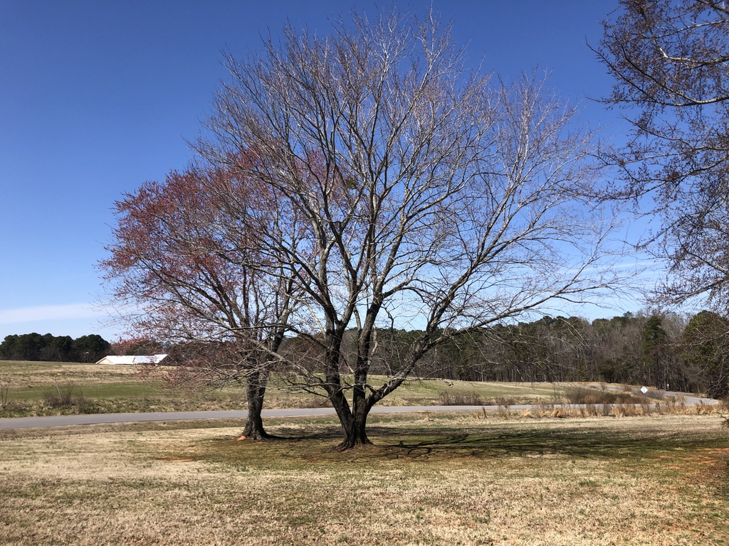 Acer Rubrum