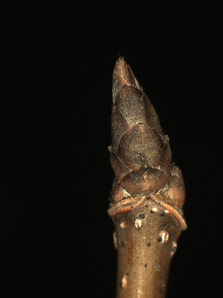 Brown conical leaf bud at the stem tip.