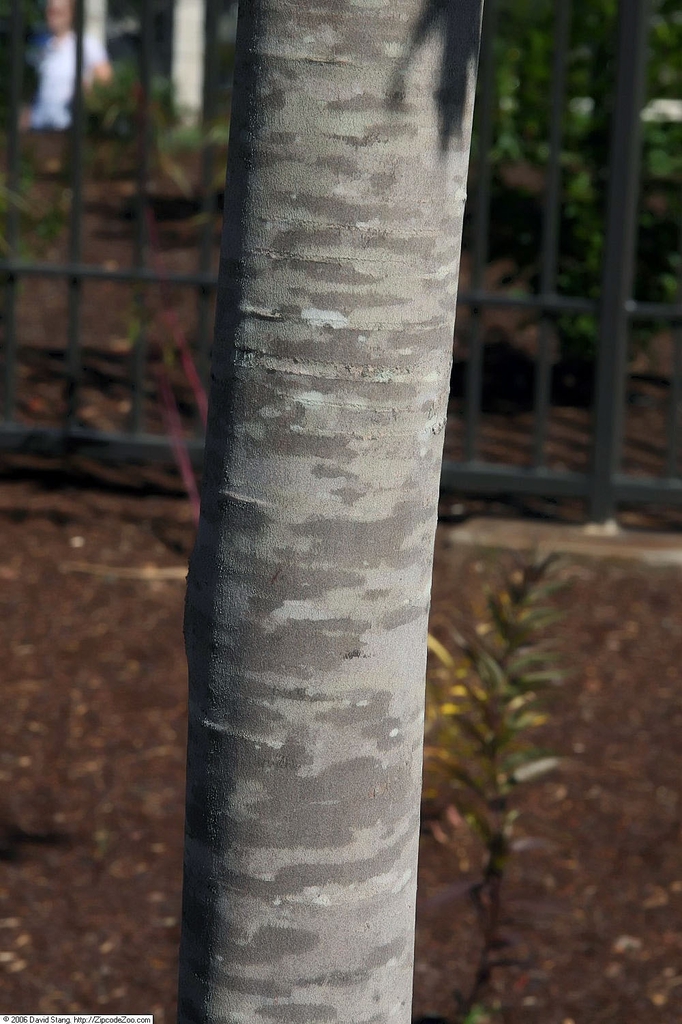Smooth bark with mottled light & dark grey patches