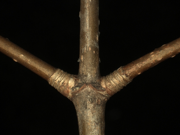 Wrapped glossy bark at stem nodes