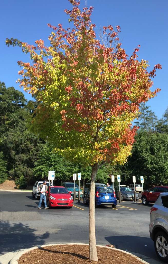 Fall Form