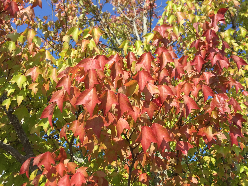 Fall leaf color