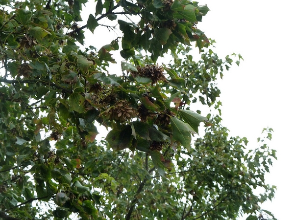 Acer buergerianum