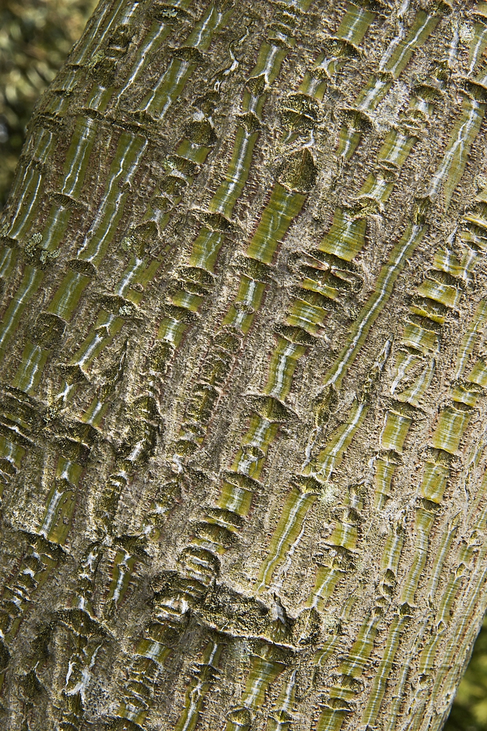 Bark showing islands of olive-green & longitudinal brown furrows