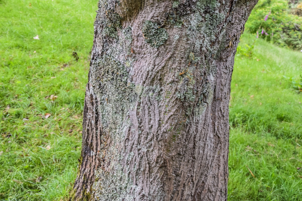 Acer capillipes bark